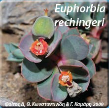 Euphorbia rechingeri - Ευφόρβια Το συγκεκριμένο είδος ευφόρβιας το συναντάμε στα Λευκά Όρη της Κρήτης, στον Εθνικό Δρυμό της Σαμαριάς και στα γύρω φαράγγια. Ανθίζει από τον Ιούνιο έως τον Αύγουστο. Νανώδες ενδημικό φυτό της περιοχής που φύεται μόνο σε μεγάλα υψόμετρα και σε πετρώδη εδάφη και σχισμές.